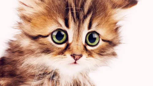 Милые Котята Обои на телефон кошка с зелеными глазами