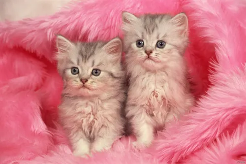 Милые Котята Обои на телефон два котенка на розовом одеяле