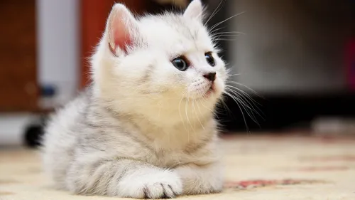 Милые Котята Обои на телефон белая кошка, лежащая на полу