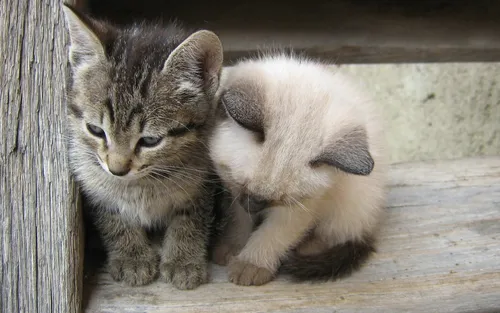 Милые Котята Обои на телефон котенок и котенок