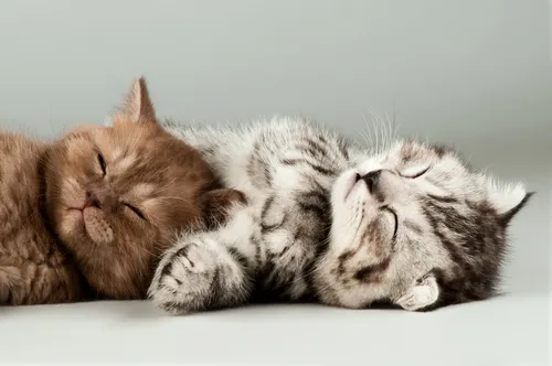 Милые Котята Обои на телефон кошка и котенок обнимаются