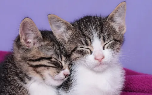 Милые Котята Обои на телефон две кошки лежат вместе