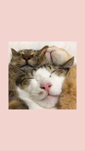 Милые Котята Обои на телефон коллаж с изображением кошки