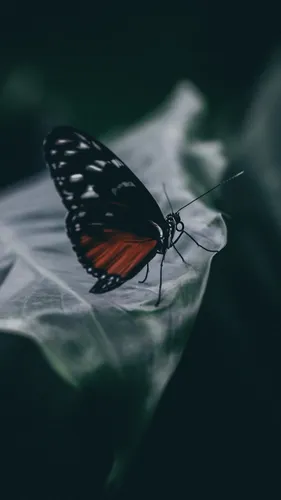 Макро Обои на телефон бабочка на листе