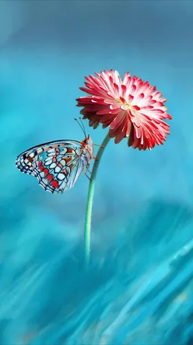 Макро Обои на телефон бабочка на цветке