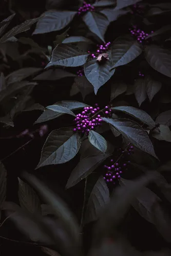 Макро Обои на телефон фиолетовые цветы на растении