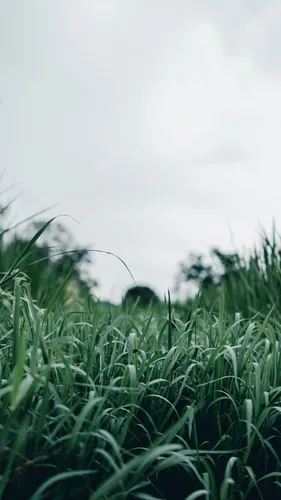 Макро Обои на телефон крупный план травы