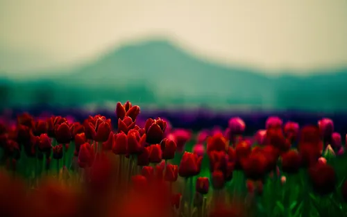 Макро Обои на телефон поле красных тюльпанов