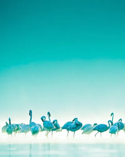 Мятного Цвета Обои на телефон группа птиц, гуляющих по пляжу