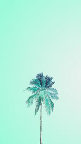 Мятного Цвета Обои на телефон пальма с голубым небом