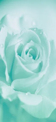 Мятного Цвета Обои на телефон белая роза с белым центром