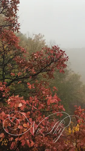 2018 Года Обои на телефон дерево с красными листьями
