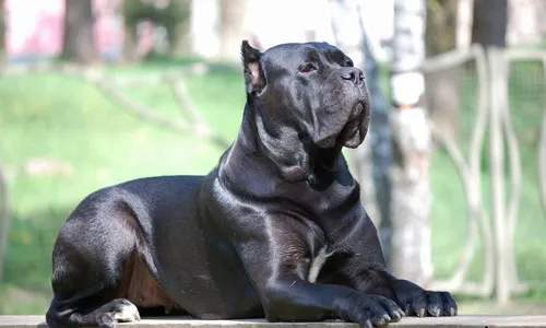 Кане Корсо Фото черная собака сидит на скамейке