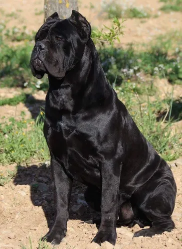 Кане Корсо Фото черная собака, стоящая на грязи
