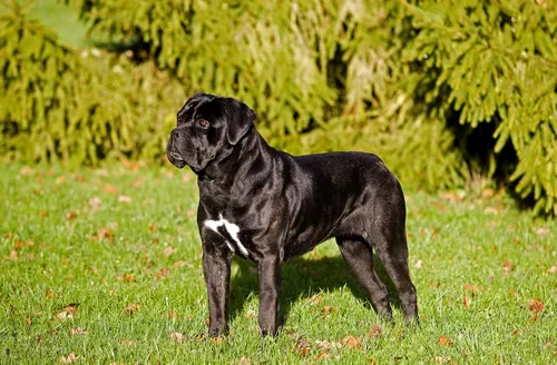 Кане Корсо Фото черная собака, стоящая на травянистой местности