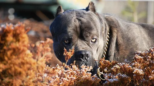 Кане Корсо Фото черный волк с цепью