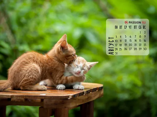 Август Обои на телефон две кошки сидят на скамейке