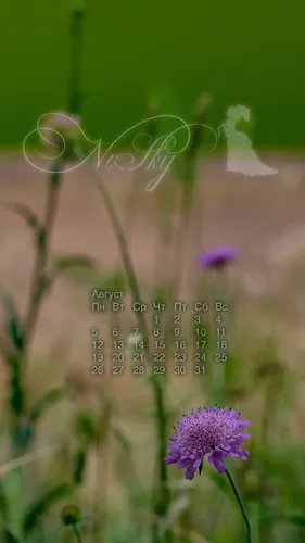 Август Обои на телефон цветок крупным планом