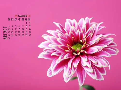 Август Обои на телефон розовый цветок с желтым центром