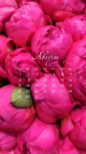 Август Обои на телефон крупный план розового цветка