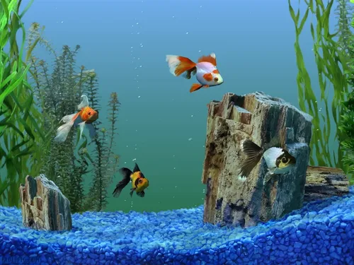 Аквариум Обои на телефон группа рыб в аквариуме