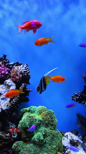 Аквариум Обои на телефон группа рыб, плавающих в океане