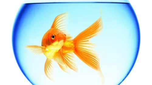 Аквариум Обои на телефон золотая рыбка в синей чаше