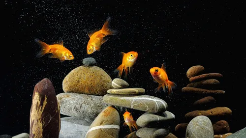 Аквариум Обои на телефон группа оранжевых и белых рыб, плавающих в воде