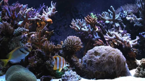 Аквариум Обои на телефон коралловый риф с рыбой