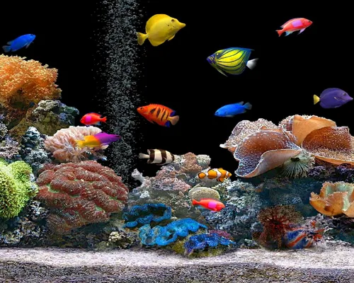 Аквариум Обои на телефон стая рыб в аквариуме