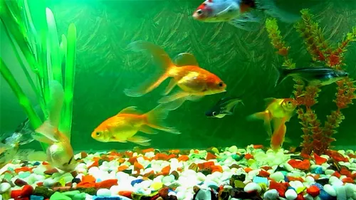 Аквариум Обои на телефон группа рыб, плавающих в аквариуме