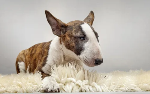 Бультерьер Обои на телефон собака, лежащая на куче сена