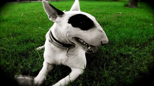Бультерьер Обои на телефон собака, лежащая на траве