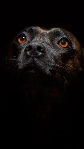 Бультерьер Обои на телефон черная собака с желтыми глазами