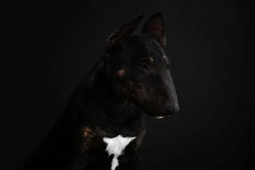 Бультерьер Обои на телефон собака с черно-белой шерстью