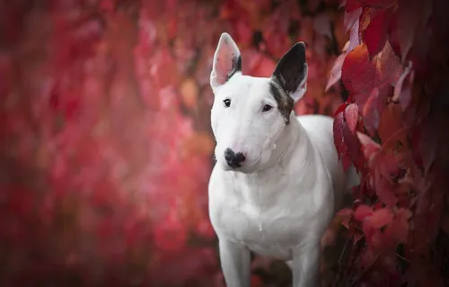 Бультерьер Обои на телефон белая собака, стоящая перед красными листьями