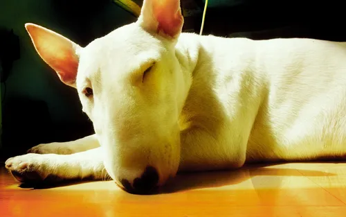 Бультерьер Обои на телефон белая собака, лежащая на полу