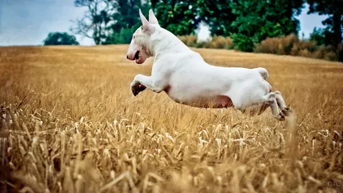 Бультерьер Обои на телефон белый козел бежит по пшеничному полю