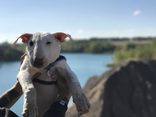 Бультерьер Обои на телефон собака, стоящая на скале