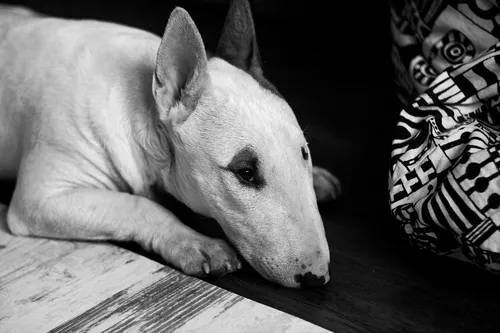 Бультерьер Обои на телефон белая собака, лежащая на деревянной поверхности