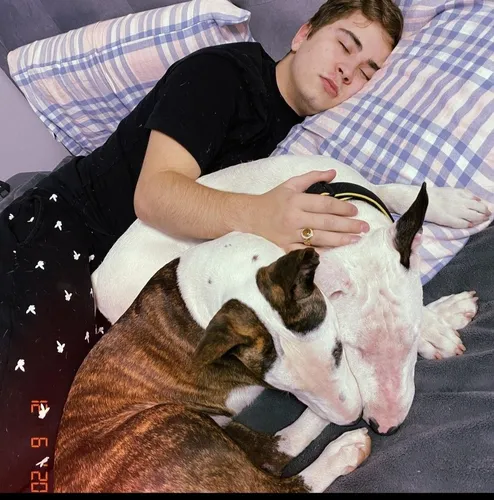 Бультерьер Обои на телефон человек, лежащий на кровати с собакой
