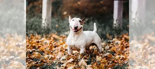 Бультерьер Обои на телефон белая собака, стоящая в куче листьев