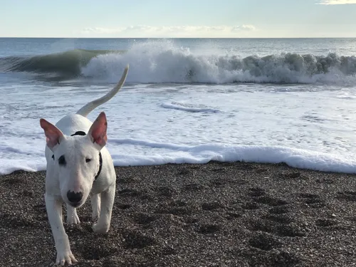 Бультерьер Обои на телефон собака на пляже