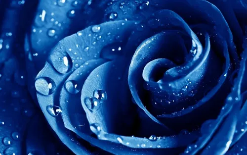 В Синих Тонах Обои на телефон голубая роза крупным планом