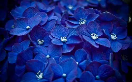 В Синих Тонах Обои на телефон группа голубых цветов