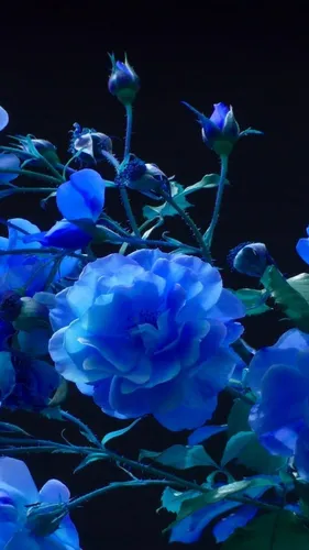 В Синих Тонах Обои на телефон крупный план голубых цветов