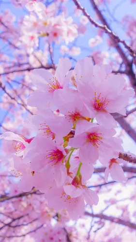 Весна Цветы Обои на телефон группа розовых цветов на дереве