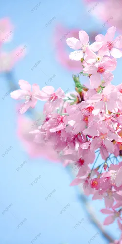 Весна Цветы Обои на телефон фоновый узор