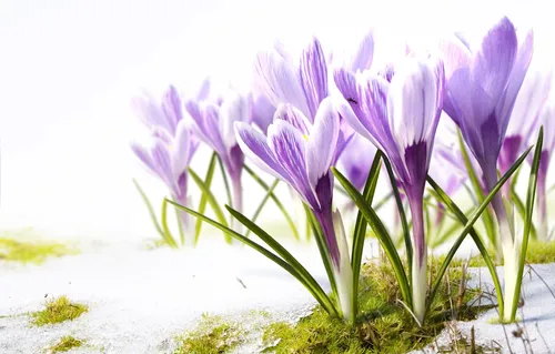 Весна Цветы Обои на телефон группа фиолетовых цветов