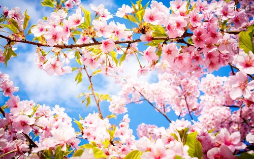 Весна Цветы Обои на телефон дерево с розовыми цветами